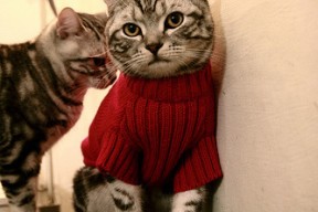 开云全站-埃及赛制解析：如何在全球竞争中增强本土优势，埃及的比赛