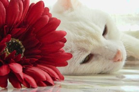 开云官方-乔纳·隆戈：1995年世界杯上的英雄，打破全黑队进攻纪录