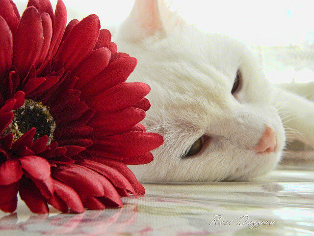 乔纳·隆戈:1995年世界杯上的英雄,打破全黑队进攻纪录